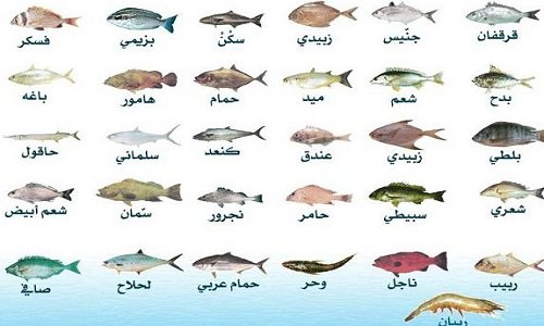 انواع السمك في قطر