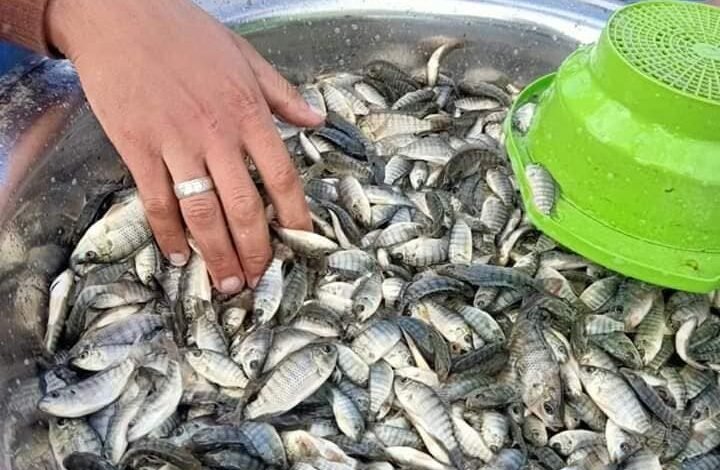 زريعة السمك واسعارها وخطوات انتاج الزريعة بالتفصيل
