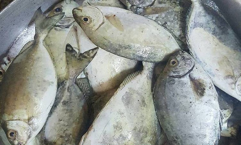 سمكة البطاطا