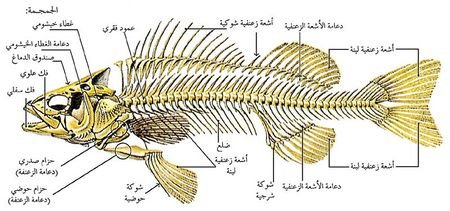 تشريح السمك