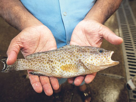 سمك الهامور في مصر